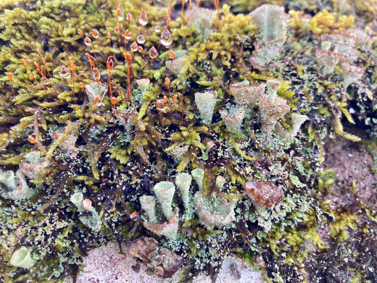 Close up of Lichen